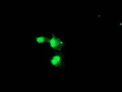 Immunocytochemistry/Immunofluorescence: NYREN18 Antibody (4H2) [NBP2-03897] - Staining of COS7 cells transiently transfected by pCMV6-ENTRY NYREN18.