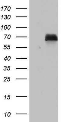 Western Blot: Nab2 Antibody (5D7) [NBP2-46080] - Analysis of HEK293T cells were transfected with the pCMV6-ENTRY control (Left lane) or pCMV6-ENTRY NAB2.