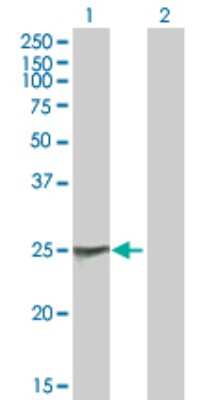 Western Blot: Nab2 Antibody [H00004665-B01P] - Analysis of NAB2 expression in transfected 293T cell line by NAB2 polyclonal antibody.  Lane 1: NAB2 transfected lysate(26.51 KDa). Lane 2: Non-transfected lysate.
