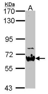 Western Blot: Nab2 Antibody [NBP2-19463] - Sample (30 ug of whole cell lysate) A: JurKat 7. 5% SDS PAGE gel, diluted at 1:500.