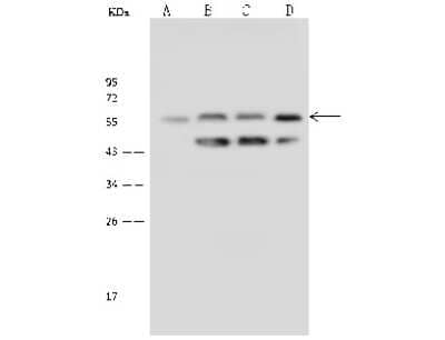 Western Blot: Nab2 Antibody [NBP2-99585] - Anti-Nab2 rabbit polyclonal antibody at 1:500 dilution. Lane A: HT29 Whole Cell Lysate Lane B: HeLa Whole Cell Lysate Lane C: Jurkat Whole Cell Lysate Lane D: HepG2 Whole Cell Lysate Lysates/proteins at 30 ug per lane. Secondary Goat Anti-Rabbit IgG (H+L)/HRP at 1/10000 dilution. Developed using the ECL technique. Performed under reducing conditions. Predicted band size: 57 kDa. Observed band size: 57 kDa