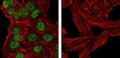 Immunocytochemistry/Immunofluorescence: Nanog Antibody (1E6C4) - Azide and BSA Free [NBP2-80865] - Confocal immunofluorescence analysis of NTERA-2 cells (left) and HeLa cells (right) using anti-Nanog Mouse mAb (green). Red: Actin filaments have been labeled with DY-554 phalloidin. Image from the standard format of this antibody.