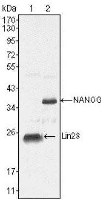 Western Blot: Nanog Antibody (1E6C4) - Azide and BSA Free [NBP2-80865] - Western blot analysis using anti-Nanog monoclonal antibody against NTERA-2 cell lysate (lane 2). Image from the standard format of this antibody.