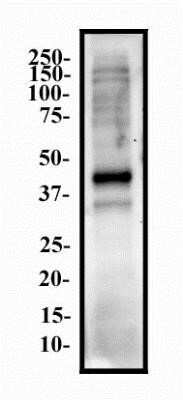 Western Blot: Nanog Antibody (1E6C4) - Azide and BSA Free [NBP2-80865] - Whole cell protein from NTERA-2 was separated on a 12% gel by SDS-PAGE, transferred to PVDF membrane and blocked in 5% non-fat milk in TBST. The membrane was probed with 2.0 mg/ml anti-Nanog in 1% milk. Protein was detected with an anti-mouse HRP secondary antibody using chemiluminescence. Image from the standard format of this antibody.