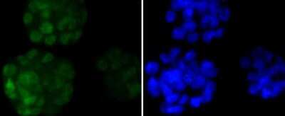 Immunocytochemistry/Immunofluorescence: Nanog Antibody (SC05-70) [NBP2-67562] - Staining Nanog in F9 cells (green). The nuclear counter stain is DAPI (blue). Cells were fixed in paraformaldehyde, permeabilised with 0.25% Triton X100/PBS.