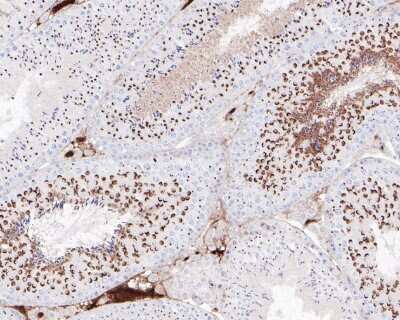 Immunohistochemistry-Paraffin: Nanog Antibody (SC05-70) [NBP2-67562] - Immunohistochemical analysis of paraffin-embedded mouse testis tissue using anti-Nanog antibody. The section was pre-treated using heat mediated antigen retrieval with sodium citrate buffer (pH 6.0) for 20 minutes. The tissues were blocked in 5% BSA for 30 minutes at room temperature, washed with ddH2O and PBS, and then probed with the primary antibody (ET1610-2, 1/200) for 30 minutes at room temperature. The detection was performed using an HRP conjugated compact polymer system. DAB was used as the chromogen. Tissues were counterstained with hematoxylin and mounted with DPX.