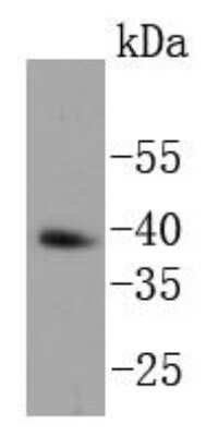 Western Blot: Nanog Antibody (SC05-70) [NBP2-67562] - Analysis of Nanog on F9 cell lysates using anti-Nanog antibody at 1/1,000 dilution.