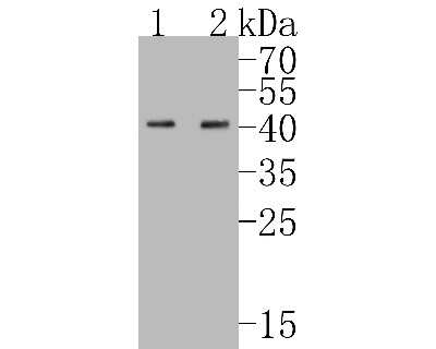 Western Blot: Nanog Antibody (SC05-70) [NBP2-67562] - Western blot analysis of Nanog on different lysates. Proteins were transferred to a PVDF membrane and blocked with 5% BSA in PBS for 1 hour at room temperature. The primary antibody (1/500) was used in 5% BSA at room temperature for 2 hours. Goat Anti-Rab