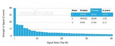 Protein Array: Napsin A Antibody (NAPSA/3307) [NBP3-07868] - Analysis of Protein Array containing more than 19,000 full-length human proteins using Napsin A Mouse Monoclonal Antibody (NAPSA/3307).