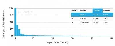 Protein Array: Napsin A Antibody (NAPSA/3308) - Azide and BSA Free [NBP3-08368] - Analysis of Protein Array containing more than 19,000 full-length human proteins using Napsin A Mouse Monoclonal Antibody (NAPSA/3308).