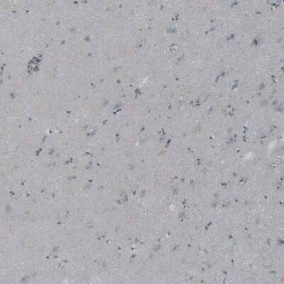 Immunohistochemistry-Paraffin: Natriuretic Peptide Receptor C Antibody [NBP1-90163] - Staining of human cerebral cortex shows no positivity in neurons as expected.