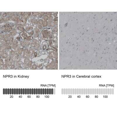 Immunohistochemistry-Paraffin: Natriuretic Peptide Receptor C Antibody [NBP1-90163] - Staining in human kidney and cerebral cortex tissues.. Corresponding NPR3 RNA-seq data are presented for the same tissues.