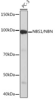 Western Blot: Nbs1 Antibody (4G4R1) [NBP3-16355] - Western blot analysis of extracts of PC-3 cells, using Nbs1 Rabbit mAb (NBP3-16355) at 1:1000 dilution. Secondary antibody: HRP Goat Anti-Rabbit IgG (H+L) at 1:10000 dilution. Lysates/proteins: 25ug per lane. Blocking buffer: 3% nonfat dry milk in TBST. Detection: ECL Basic Kit. Exposure time: 90s.