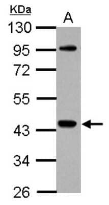 Western Blot: Nck Antibody [NBP2-19489] - Sample (30 ug of whole cell lysate) A: K562 10% SDS PAGE gel, diluted at 1:1000.