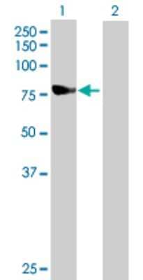 Western Blot: Ndufs1 Antibody [H00004719-B01P] - Analysis of NDUFS1 expression in transfected 293T cell line by NDUFS1 polyclonal antibody.  Lane 1: NDUFS1 transfected lysate(79.97 KDa). Lane 2: Non-transfected lysate.