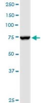Western Blot: Ndufs1 Antibody [H00004719-D01P] - Analysis of NDUFS1 expression in HepG2.