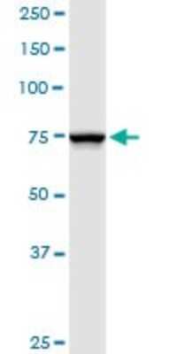 Western Blot: Ndufs1 Antibody [H00004719-D01P] - Analysis of NDUFS1 expression in human liver.