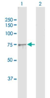 Western Blot: Ndufs1 Antibody [H00004719-D01P] - Analysis of NDUFS1 expression in transfected 293T cell line by NDUFS1 polyclonal antibody.Lane 1: NDUFS1 transfected lysate(79.50 KDa).Lane 2: Non-transfected lysate.