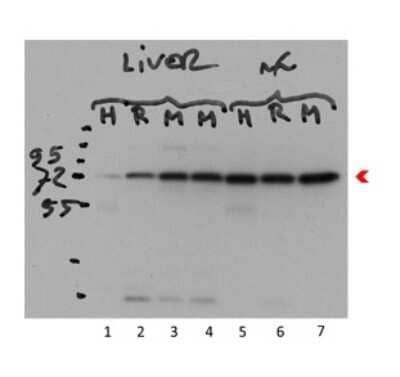 Western Blot: Ndufs1 Antibody [NBP1-56520] - Nuclear lysates at 1:1000.