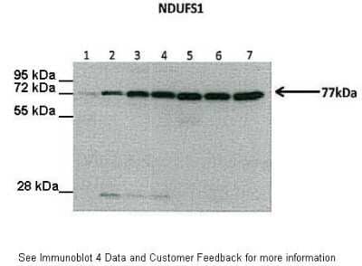 Western Blot Ndufs1 Antibody - BSA Free