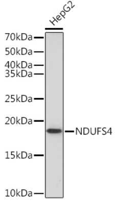 Western Blot: Ndufs4 Antibody (6T10F4) [NBP3-16679] - Western blot analysis of extracts of HepG2 cells, using Ndufs4 Rabbit mAb (NBP3-16679) at 1:1000 dilution. Secondary antibody: HRP Goat Anti-Rabbit IgG (H+L) at 1:10000 dilution. Lysates/proteins: 25ug per lane. Blocking buffer: 3% nonfat dry milk in TBST. Detection: ECL Basic Kit. Exposure time: 90s.