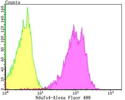 Flow Cytometry: Ndufs4 Antibody (JE40-47) [NBP2-76851] - Flow cytometric analysis of SH-SY-5Y cells with Ndufs4 antibody at 1/100 dilution (purple) compared with an unlabelled control (cells without incubation with primary antibody; yellow). Alexa Fluor 488-conjugated goat anti-rabbit IgG was used as the secondary antibody.
