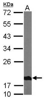 Western Blot: Ndufs4 Antibody [NBP1-31465] - Sample (50 ug of whole cell lysate) A: Mouse brain 12% SDS PAGE; antibody diluted at 1:1000.