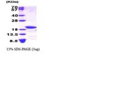 SDS-Page: Ndufs4 Protein [NBC1-28613] - NDUFS4, 15.5 kDa (134aa), confirmed by MALDI-TOF with a purity of 90% by SDS - PAGE