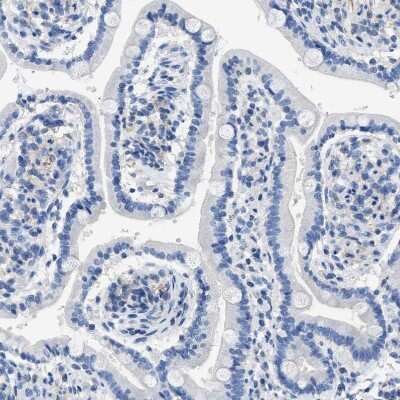 Immunohistochemistry-Paraffin: Nebulin Antibody [NBP1-87752] - Staining of human duodenum shows no positivity in glandular cells as expected.