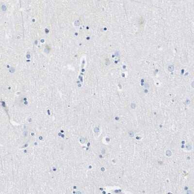 Immunohistochemistry-Paraffin: Nebulin Antibody [NBP1-87752] - Staining of human cerebral cortex shows no positivity in neurons as expected.
