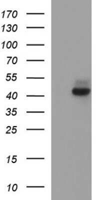 Western Blot: Necdin Antibody (OTI5D1) - Azide and BSA Free [NBP2-72925] - Analysis of HEK293T cells were transfected with the pCMV6-ENTRY control (Left lane) or pCMV6-ENTRY Necdin.