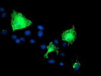 Immunocytochemistry/Immunofluorescence: Nectin-1/PVRL1 Antibody (OTI6F8) - Azide and BSA Free [NBP2-72929] - Staining of COS7 cells transiently transfected by pCMV6-ENTRY PVRL1.