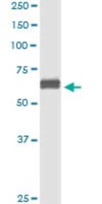 Immunoprecipitation: Nectin-2/CD112 Antibody (2A6-2C1) [H00005819-M01] - Analysis of PVRL2 transfected lysate using anti-PVRL2 monoclonal antibody and Protein A Magnetic Bead, and immunoblotted with PVRL2 MaxPab rabbit polyclonal antibody.