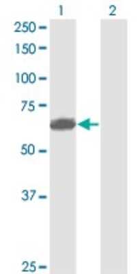 Western Blot: Nectin-2/CD112 Antibody (2A6-2C1) [H00005819-M01] - Analysis of PVRL2 expression in transfected 293T cell line by PVRL2 monoclonal antibody (M01), clone 2A6-2C1.Lane 1: PVRL2 transfected lysate (Predicted MW: 51.4 KDa).Lane 2: Non-transfected lysate.