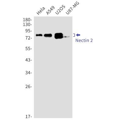 Western Blot: Nectin-2/CD112 Antibody (S07-7G6) [NBP3-20071] - Western blot detection of Nectin-2/CD112 in Hela, A549, U2OS, U87-MG cell lysates using NBP3-20071 (1:1000 diluted). Predicted band size: 58kDa. Observed band size: 70-80kDa.