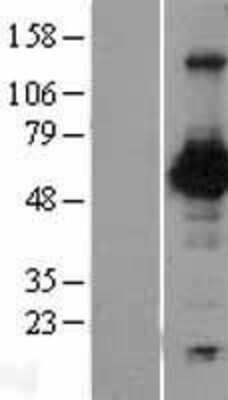 Western Blot: Nectin 2 Overexpression Lysate (Adult Normal) [NBP2-10852] Left-Empty vector transfected control cell lysate (HEK293 cell lysate); Right -Over-expression Lysate for Nectin 2.