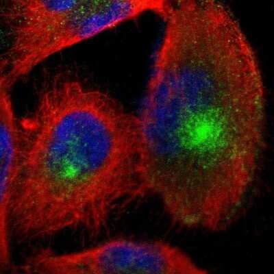 Immunocytochemistry/Immunofluorescence: Nectin-3/PVRL3 Antibody [NBP1-86553] - Immunofluorescent staining of human cell line U-251 MG shows localization to microtubule organizing center.