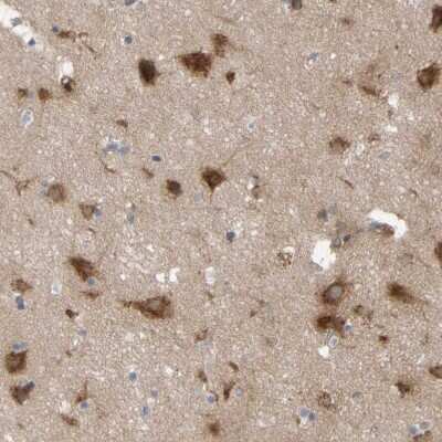 Immunohistochemistry-Paraffin: Nectin-3/PVRL3 Antibody [NBP1-86553] - Staining of human cerebral cortex shows strong cytoplasmic positivity in neurons.