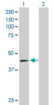 Western Blot: Nectin-3/PVRL3 Antibody [H00025945-B01P] - Analysis of PVRL3 expression in transfected 293T cell line by PVRL3 polyclonal antibody.  Lane1:PVRL3 transfected lysate(40.26 KDa). Lane2:Non-transfected lysate.