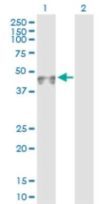 Western Blot: Nectin-3/PVRL3 Antibody [H00025945-D01P] - Analysis of PVRL3 expression in transfected 293T cell line by PVRL3 polyclonal antibody.Lane 1: PVRL3 transfected lysate(39.70 KDa).Lane 2: Non-transfected lysate.