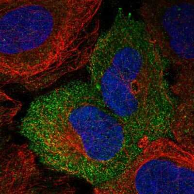 <b>Orthogonal Strategies Validation. </b>Immunocytochemistry/Immunofluorescence: Nectin-4/PVRL4 Antibody [NBP1-82829] - Staining of human cell line U-2 OS shows localization to plasma membrane. Antibody staining is shown in green.