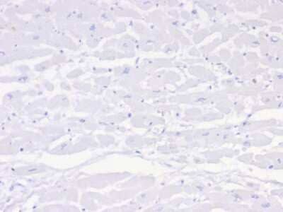 Immunohistochemistry-Paraffin: Negative Control for Mouse Monoclonal Antibody (IGG1/453) [NBP3-13902] - Formalin-fixed, paraffin-embedded human heart stained with Negative Control for Mouse Monoclonal antibody (IGG1/453). HIER: Tris/EDTA, pH9.0, 45min. HRP-polymer, 30min. DAB, 5min.