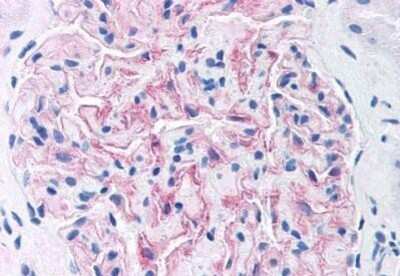 Immunohistochemistry-Paraffin: Nephrin Antibody [NBP1-02544] - Staining of human kidney, glomerulus. Immunohistochemistry of formalin-fixed, paraffin-embedded tissue after heat-induced antigen retrieval. Antibody concentration 20 ug/ml.