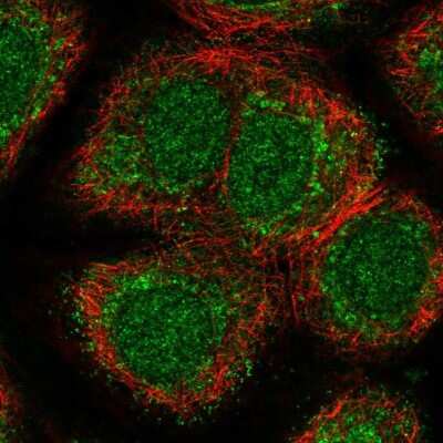 Immunocytochemistry/Immunofluorescence: Nephronectin Antibody [NBP2-55621] - Staining of human cell line MCF7 shows localization to nucleus & cytosol.