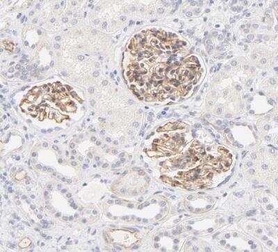 Immunohistochemistry-Paraffin: Nephronectin Antibody [NBP1-83990] - Staining of human kidney shows moderate positivity in extracellular matrix in cells in glomeruli.