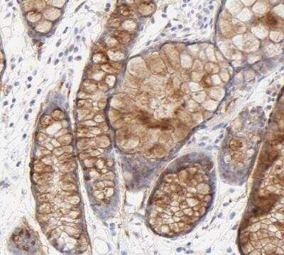Immunohistochemistry-Paraffin: Nephronectin Antibody [NBP1-83990] - Staining of human rectum shows moderate positivity in extracellular matrix in goblet cells.