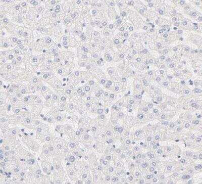 Immunohistochemistry-Paraffin Nephronectin Antibody - BSA Free
