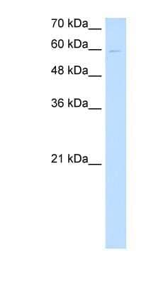 Western Blot: Nephronectin Antibody [NBP1-70658] - HepG2 cell lysate, concentration 0.2-1 ug/ml.