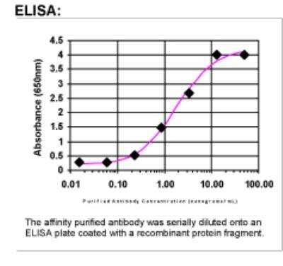 ELISA: Neprilysin-2/MMEL1 Antibody [32150002]