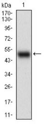 Western Blot: Neprilysin/CD10 Antibody (5E9A5) [NBP2-37301] - Western blot analysis using CD10 mAb against human CD10 (AA: 52-246) recombinant protein. (Expected MW is 41.4 kDa)